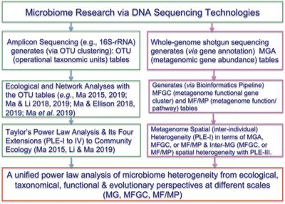 Assessing and Interpreting the Metagenome Heterogeneity With Power Law